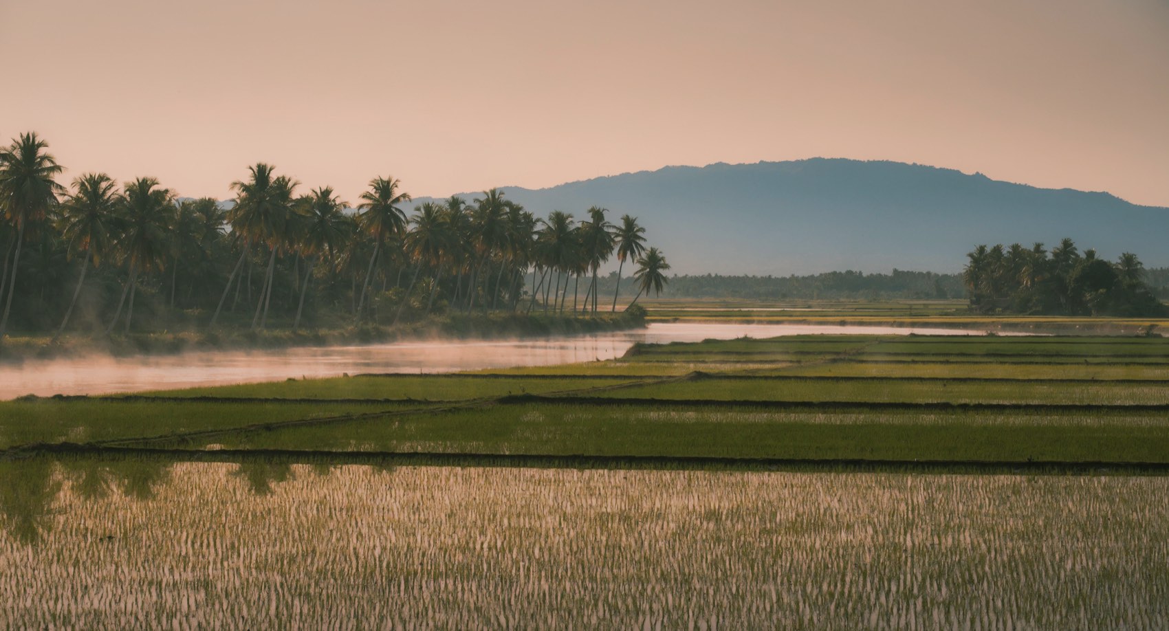 Artist's impression of the land: irrigated rice paddies, a line of coconut
            palms along the Biga River, and the Halcon range beyond at dawn.